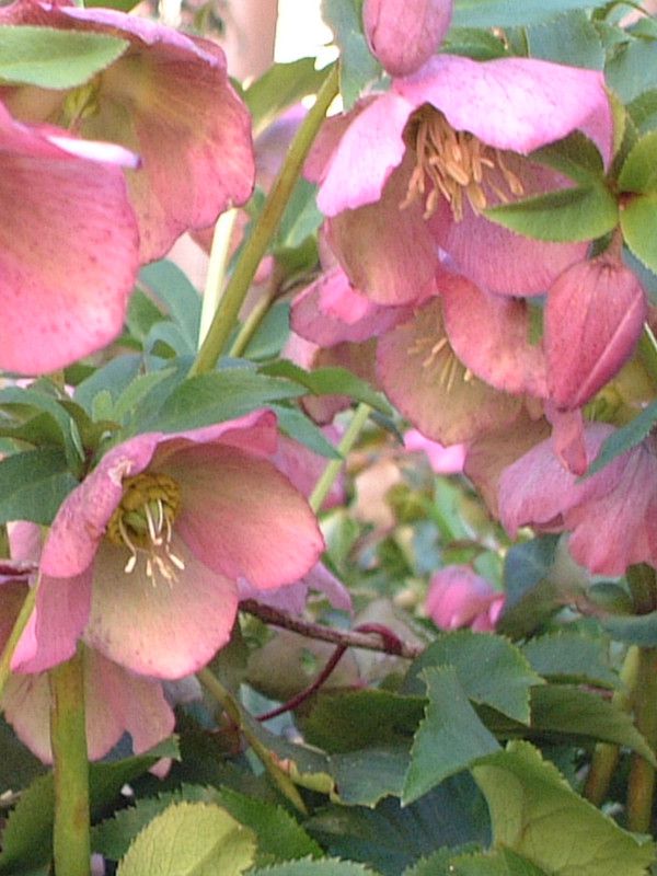�����e�����[�Y(Lenten rose)